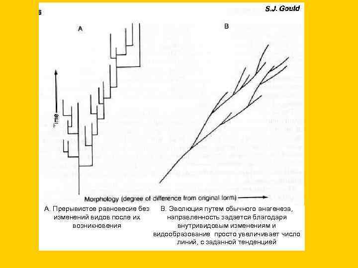 А. Прерывистое равновесие без изменений видов после их возникновения В. Эволюция путем обычного анагенеза,
