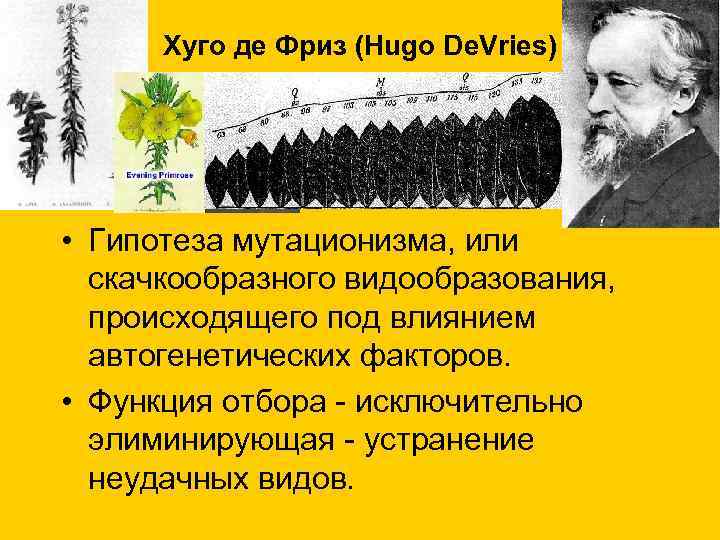Хуго де Фриз (Hugo De. Vries) • Гипотеза мутационизма, или скачкообразного видообразования, происходящего под