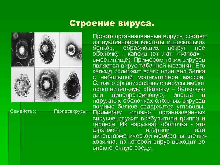 Строение вируса. Семейство: Герпесвирусы Просто организованные вирусы состоят из нуклеиновой кислоты и нескольких белков,