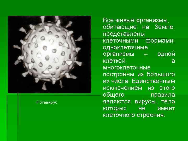 Ротавирус Все живые организмы, обитающие на Земле, представлены клеточными формами: одноклеточные организмы – одной