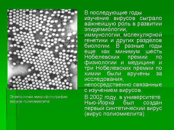 Электронная микрофотография вируса полиомиелита В последующие годы изучение вирусов сыграло важнейшую роль в развитии