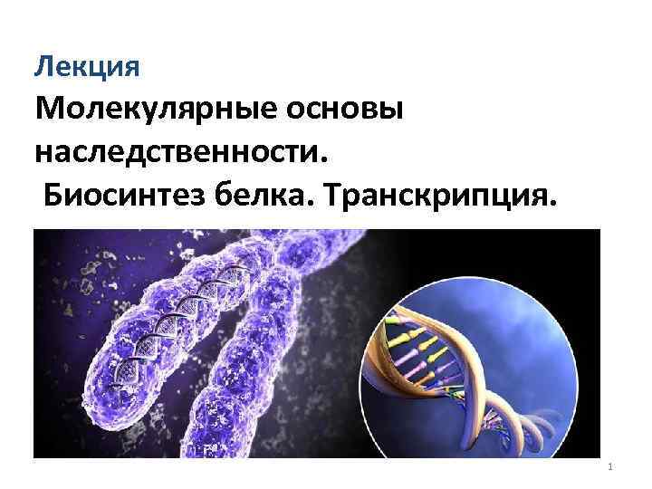 Лекция Молекулярные основы наследственности. Биосинтез белка. Транскрипция. 1 