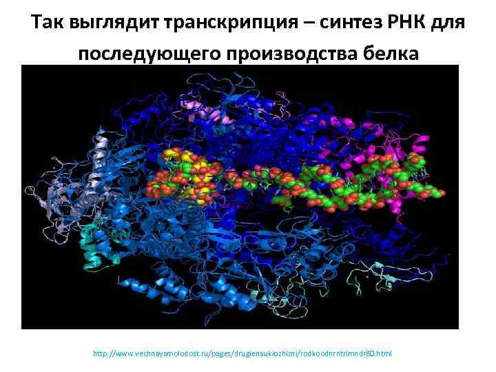 Молекулярные основы наследственности презентация