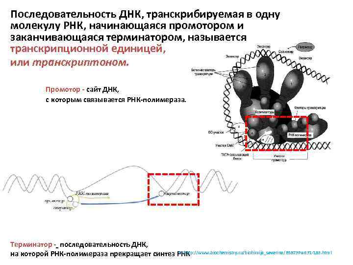 Последовательность ДНК, транскрибируемая в одну молекулу РНК, начинающаяся промотором и заканчивающаяся терминатором, называется транскрипционной