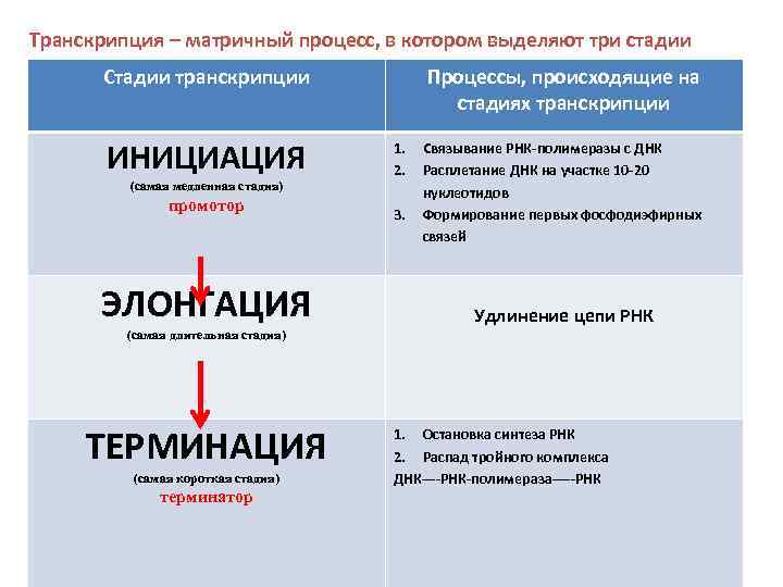 Трансляция порядок процессов. Охарактеризуйте основные этапы транскрипции ДНК?. Транскрипция последовательность процессов. Основные события транскрипции. 3 Стадии транскрипции.