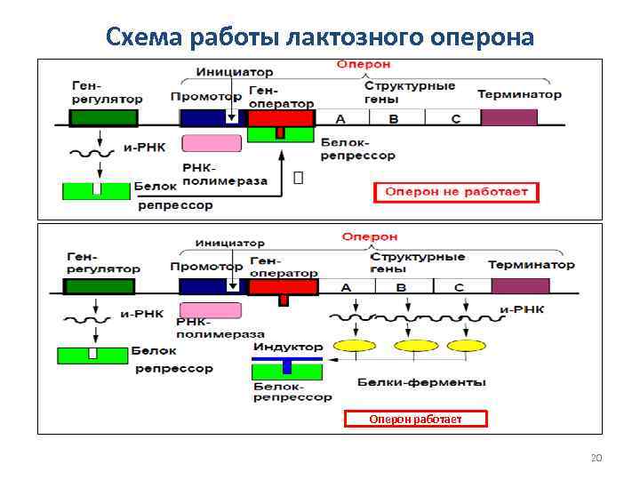 Схема строения оперона