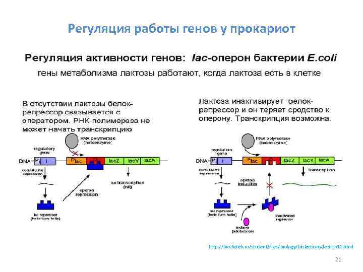 Регуляция работы генов у прокариот http: //bio. fizteh. ru/student/files/biology/biolections/lection 11. html 21 