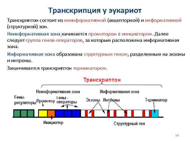 Транскрипция у эукариот Транскриптон состоит из неинформативной (акцепторной) и информативной (структурной) зон. Неинформативная зона