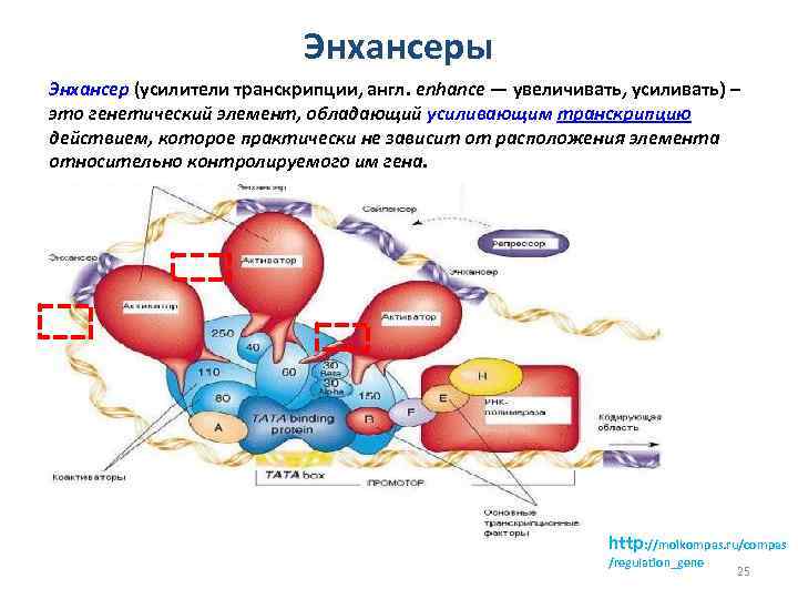 Энхансеры Энхансер (усилители транскрипции, англ. enhance — увеличивать, усиливать) – это генетический элемент, обладающий