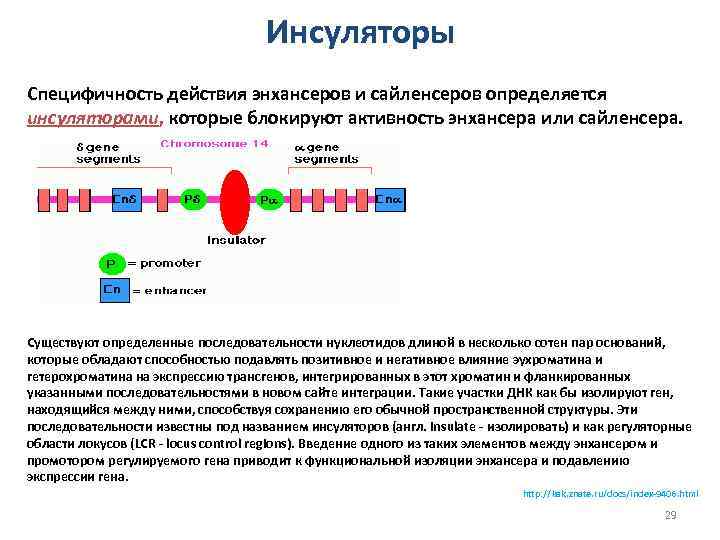 Инсуляторы Специфичность действия энхансеров и сайленсеров определяется инсуляторами, которые блокируют активность энхансера или сайленсера.
