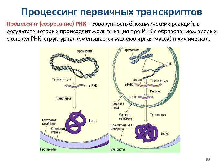 Процессинг первичных транскриптов Процессинг (созревание) РНК – совокупность биохимических реакций, в результате которых происходит