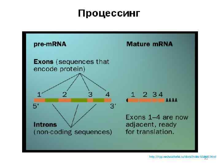 Процессинг первичных транскриптов http: //rpp. nashaucheba. ru/docs/index-102487. html 31 