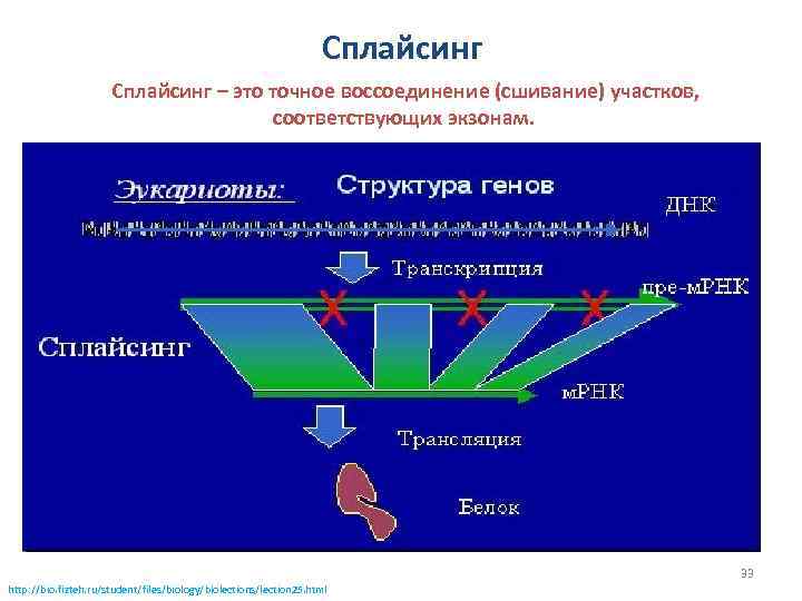 Сплайсинг – это точное воссоединение (сшивание) участков, соответствующих экзонам. 33 http: //bio. fizteh. ru/student/files/biology/biolections/lection