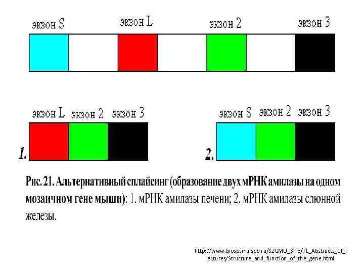 http: //www. biospsma. spb. ru/SZGMU_SITE/TL_Abstracts_of_l ectures/Structure_and_function_of_the_gene. html 