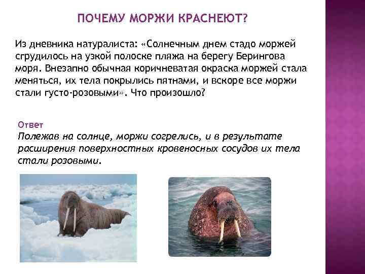 ПОЧЕМУ МОРЖИ КРАСНЕЮТ? Из дневника натуралиста: «Солнечным днем стадо моржей сгрудилось на узкой полоске