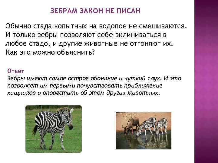 ЗЕБРАМ ЗАКОН НЕ ПИСАН Обычно стада копытных на водопое не смешиваются. И только зебры