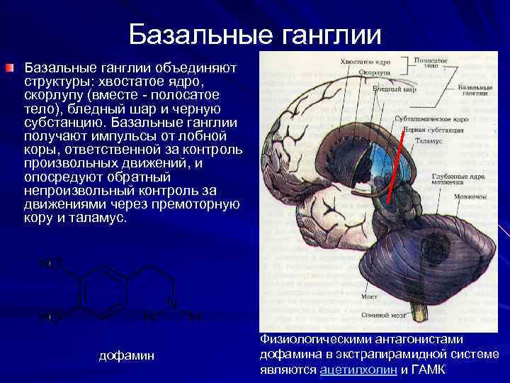 Базальные ганглии объединяют структуры: хвостатое ядро, скорлупу (вместе - полосатое тело), бледный шар и