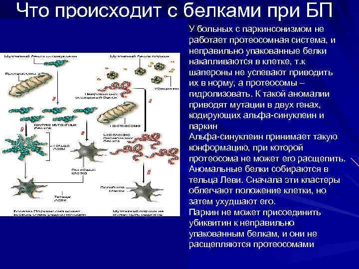 Что происходит с белками при БП У больных с паркинсонизмом не работает протеосомная система,