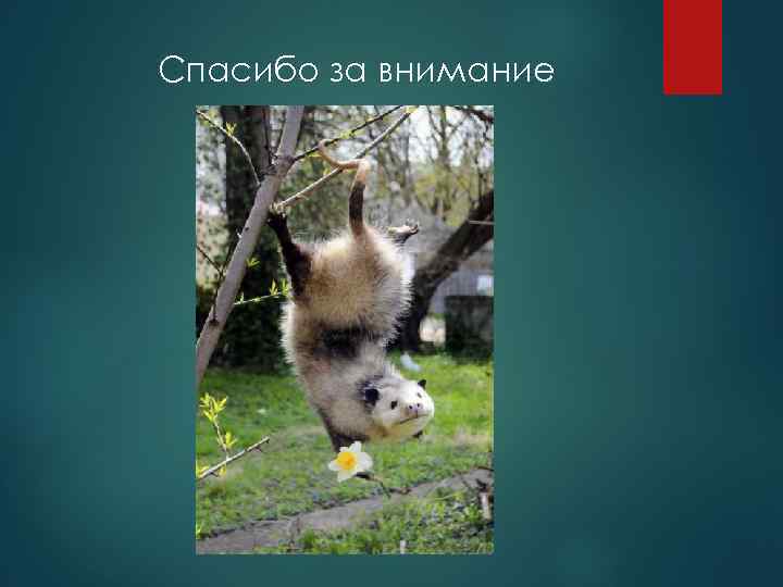 Спасибо за внимание 