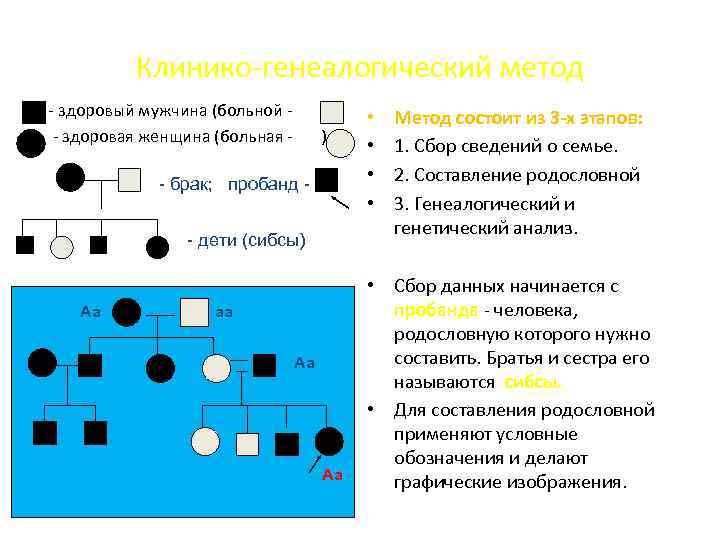 Пробанд здоровая. Клинико-генеалогический метод принципы родословных. Родословная генетика пробанд. Родословные генеалогический метод исследования. Этапы клинико генеалогического метода исследования.