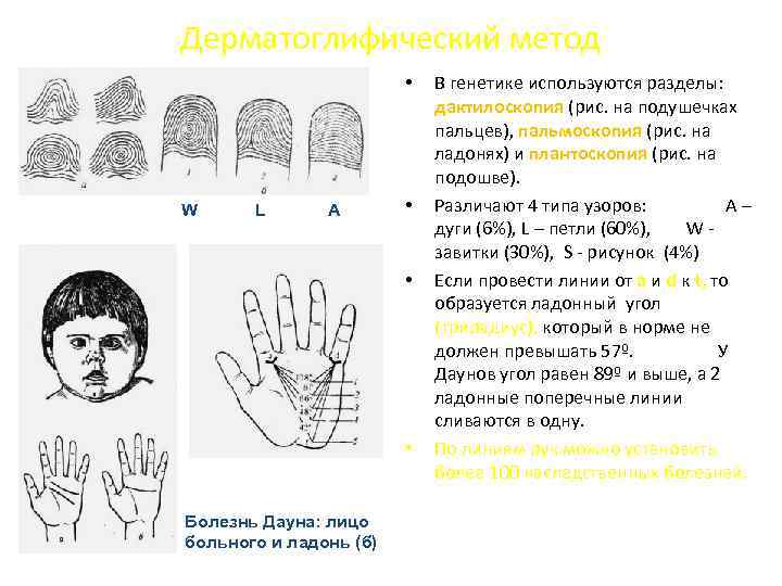 Дерматоглифический метод презентация