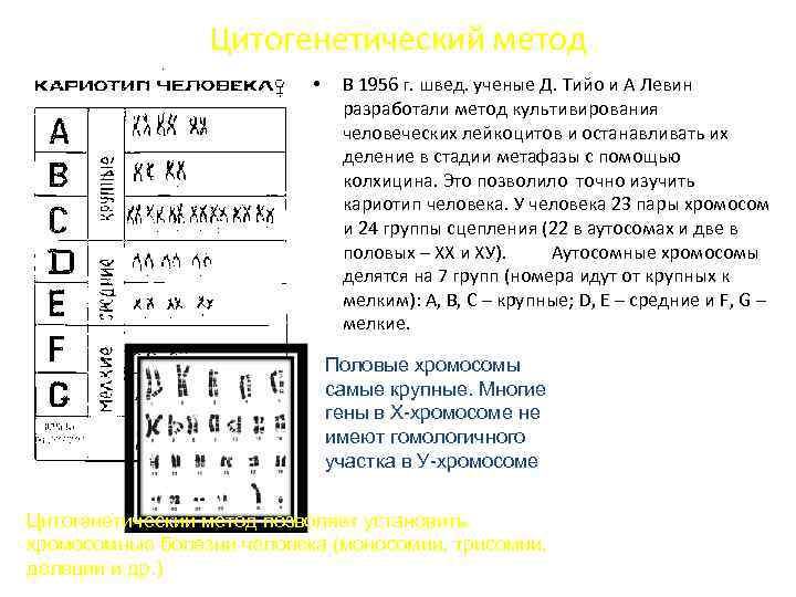 Цитогенетический метод • В 1956 г. швед. ученые Д. Тийо и А Левин разработали