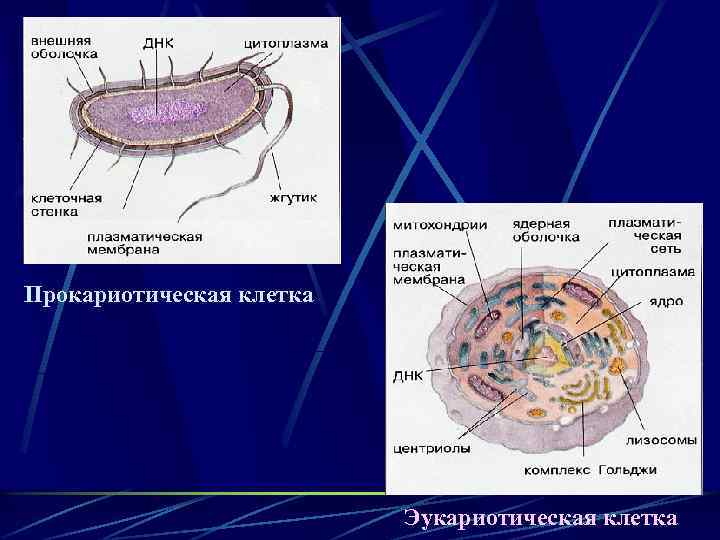 Прокариотическая клетка Эукариотическая клетка 