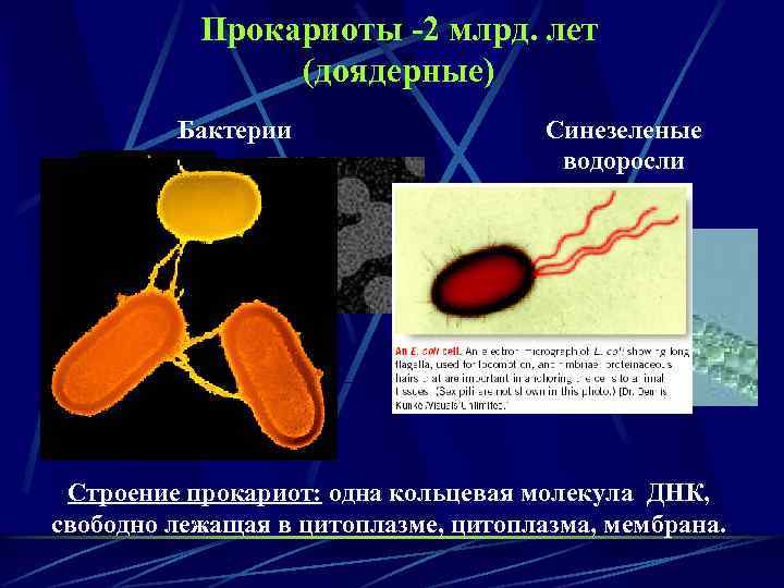 Прокариоты -2 млрд. лет (доядерные) Бактерии Синезеленые водоросли Строение прокариот: одна кольцевая молекула ДНК,