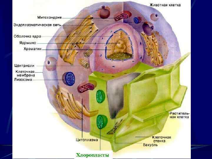 Хлоропласты 