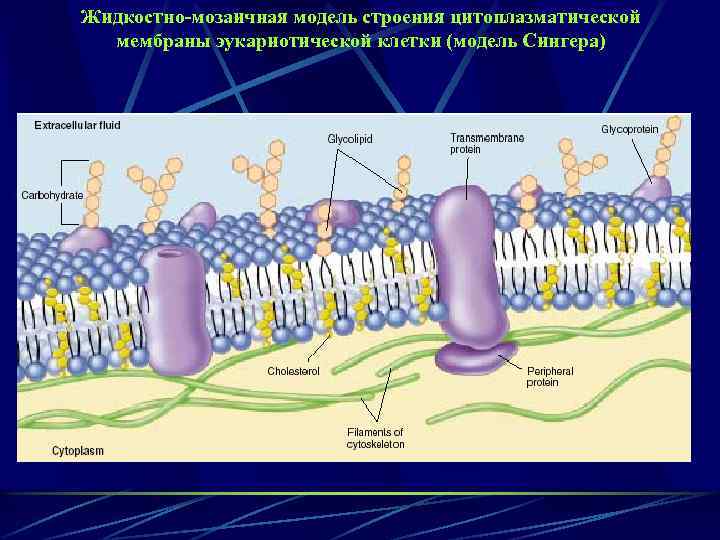 Жидкостно-мозаичная модель строения цитоплазматической мембраны эукариотической клетки (модель Сингера) 