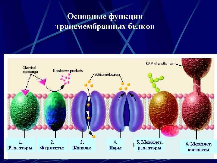 Основные функции трансмембранных белков 1. Рецепторы 2. Ферменты 3. Каналы 4. Поры 5. Межклет.