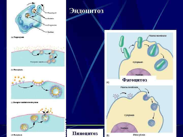 Эндоцитоз Фагоцитоз Пиноцитоз 