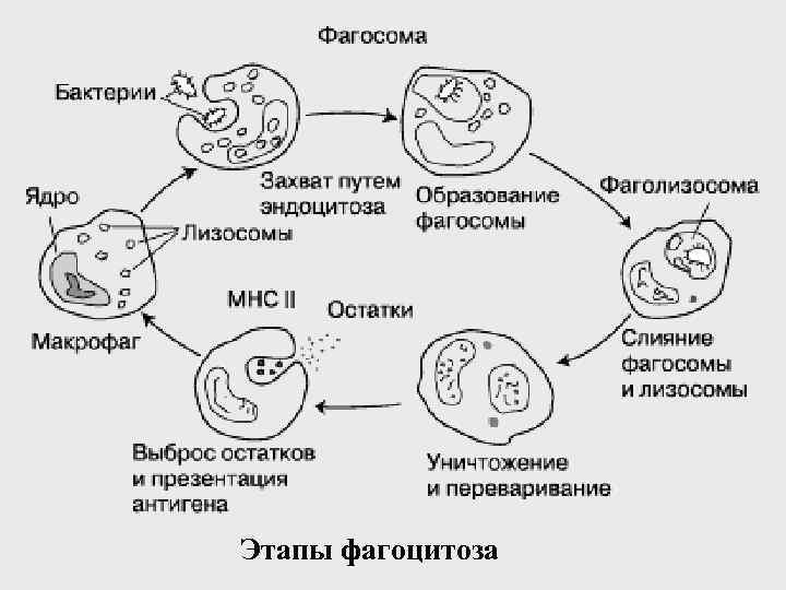 Этапы фагоцитоза 