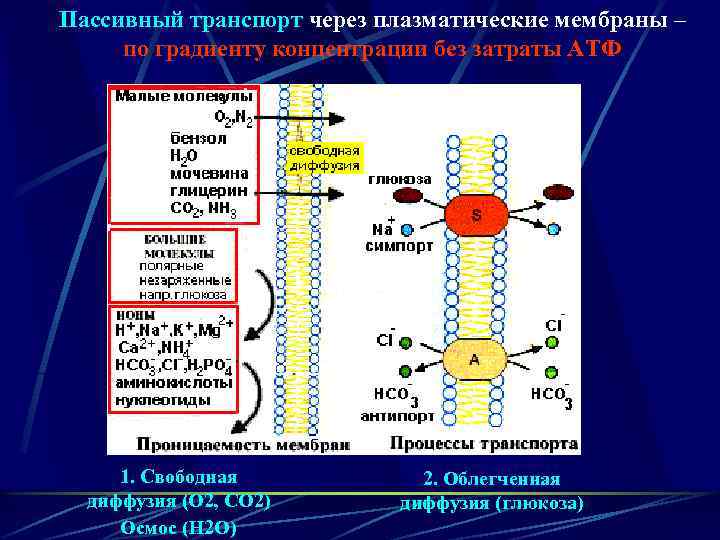 Пассивный транспорт через плазматические мембраны – по градиенту концентрации без затраты АТФ 1. Свободная