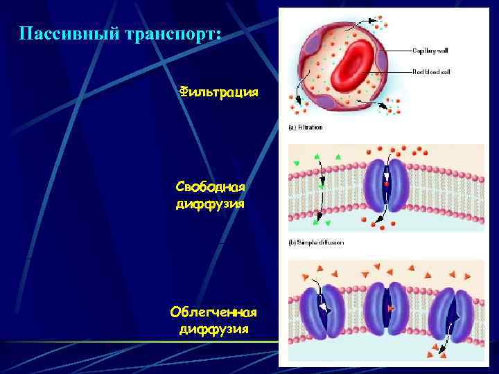 Пассивный транспорт: Фильтрация Свободная диффузия Облегченная диффузия 