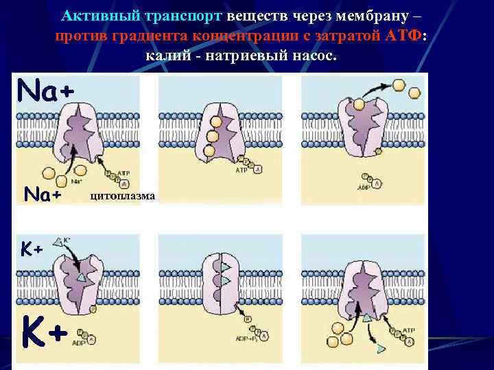 Активный транспорт веществ через мембрану – против градиента концентрации с затратой АТФ: калий -