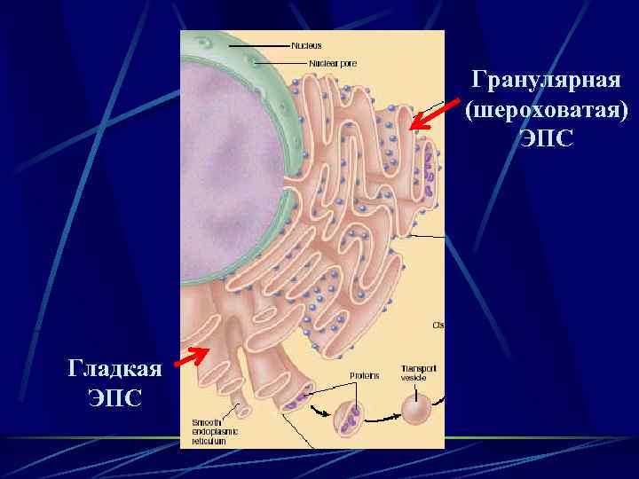 Гранулярная (шероховатая) ЭПС Гладкая ЭПС 