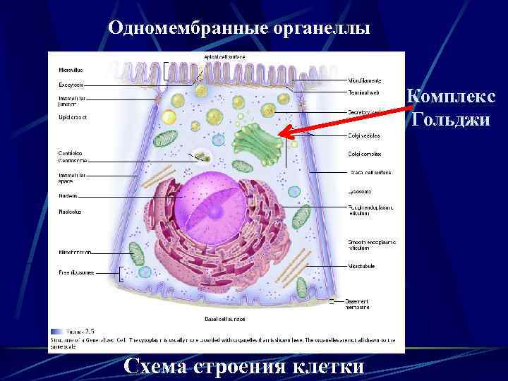 Одномембранные органеллы Комплекс Гольджи Схема строения клетки 