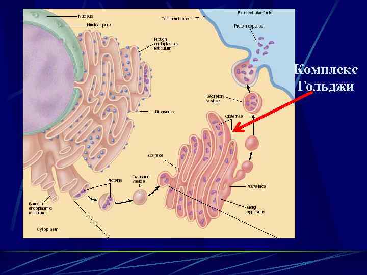 Комплекс Гольджи 