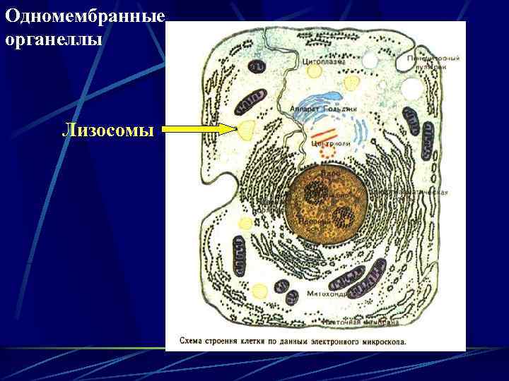 Одномембранные органеллы Лизосомы 