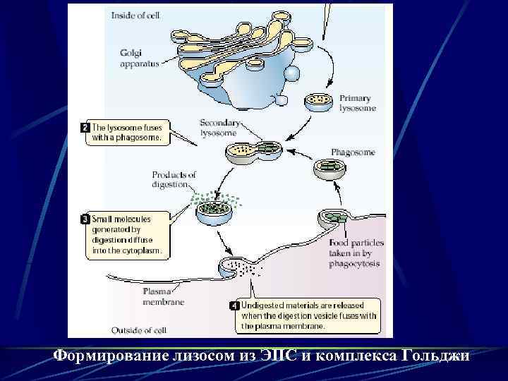 Формирование лизосом из ЭПС и комплекса Гольджи 