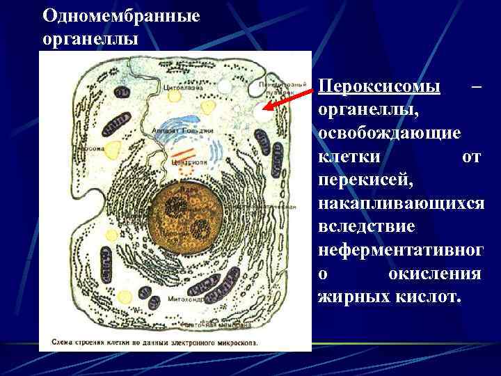 Одномембранные органеллы Пероксисомы – органеллы, освобождающие клетки от перекисей, накапливающихся вследствие неферментативног о окисления