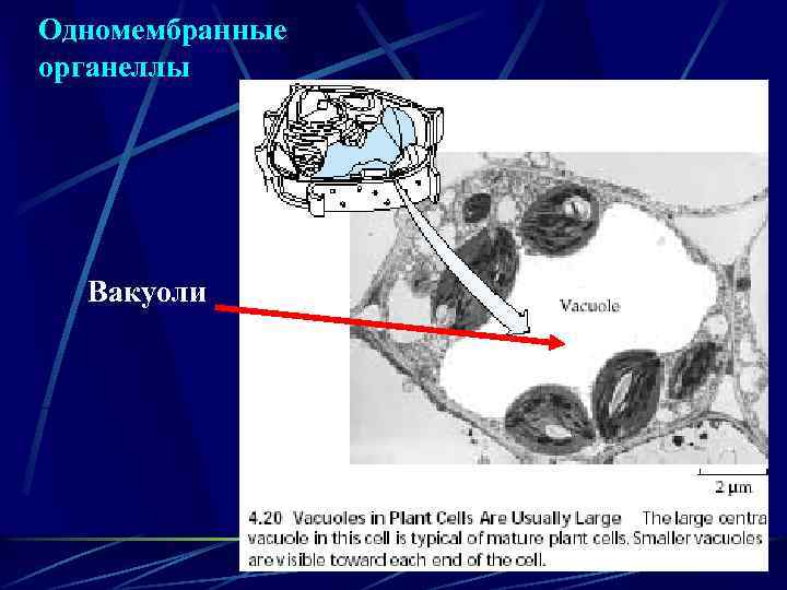 Одномембранные органеллы Вакуоли 