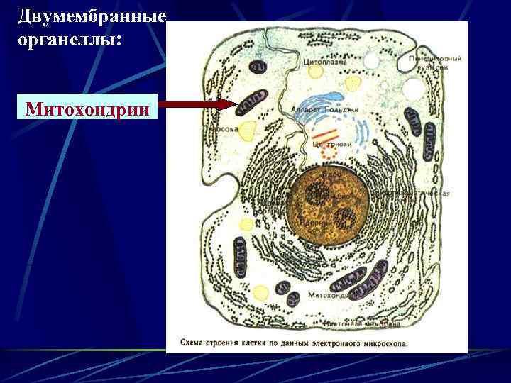 Двумембранные органеллы: Митохондрии 