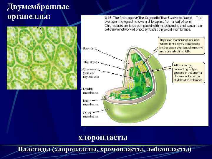 Двумембранные органеллы: хлоропласты Пластиды (хлоропласты, хромопласты, лейкопласты) 