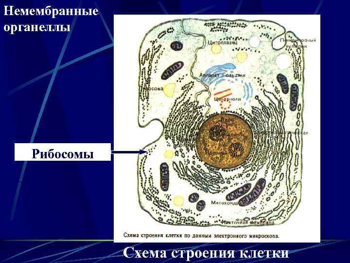 Немембранные органеллы Рибосомы Схема строения клетки 