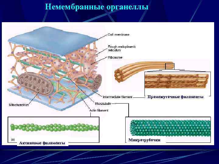 Немембранные органеллы Промежуточные филаменты Актиновые филаменты Микротрубочки 