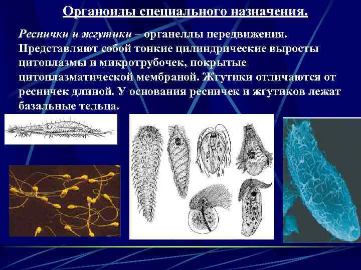 Органоиды специального назначения. Реснички и жгутики – органеллы передвижения. Представляют собой тонкие цилиндрические выросты