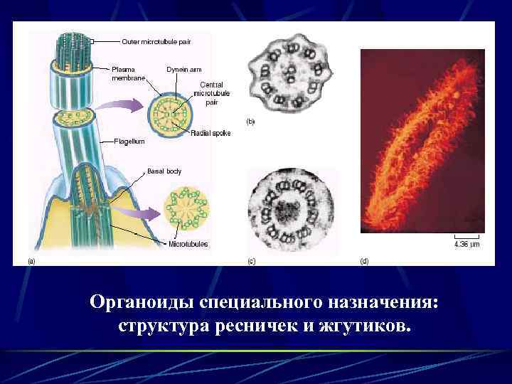 Органоиды специального назначения: структура ресничек и жгутиков. 