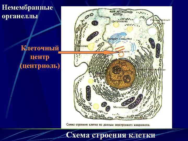 Немембранные органеллы Клеточный центр (центриоль) Схема строения клетки 